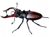 Stag Beetle (Lucanus cervus) IN003