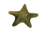 Starfish (Asterina gibbosa) OS003