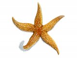 Starfish (Common) Asterias rubens OS001