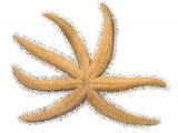 Starfish (Luidia cillaris) OS001)