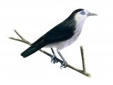 White-faced Starling (Sturnus albofrontatus) BD0103