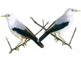 White-headed Starling left - (Sturnia erythropygia eryropygia) right - (erythropygia andamanensis) BD0104