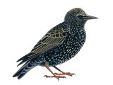 Common Starling winter (Sturnus vulgaris) BD0443