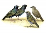 Common Starlings adults & juveniles (Sturnus vulgaris) BD0445