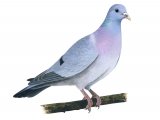Stock dove (Columba oenas) BD0469