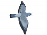 Stock dove (Columba oenas) BD0470