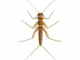 IN162 - Stonefly Larvae (Amphinemura standfussi)