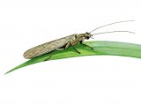 IN160 - Stonefly (Leuctra geniculata)