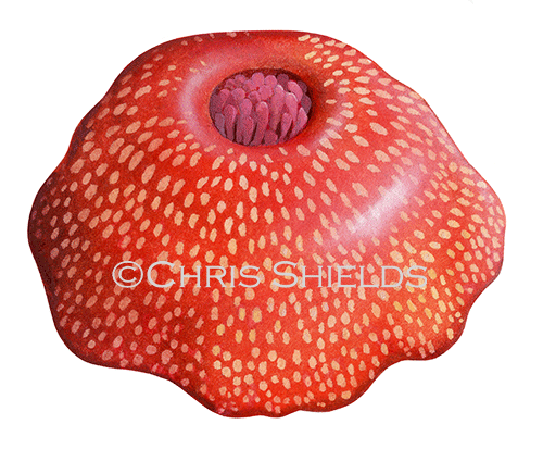 Strawberry Anemone (Actinia fragacea) closed OS0038