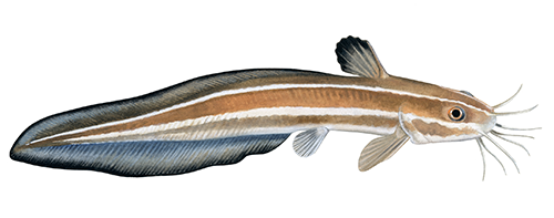Striped eel catfishÂ (Plotosus lineatus) F263