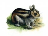 Rabbit (Sumatran Striped) Nesolagus netscheri M001