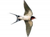 Swallow (Hirundo rustica) BD0472