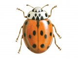 Ten-spot Ladybird f. decempunctata (Adalia 10-punctata) IN001