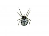 Spider (Theridiosoma gemmosum) OS001