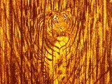 Tiger (bengal) Panthera tigris tigris M003