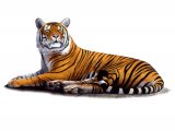 Tiger (bengal) Panthera tigris tigris M006
