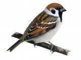 Tree Sparrow (Passer montanus) BD0444