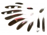Wall Creeper feathers (Tichodroma muraria)  BD0595