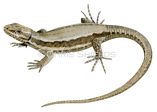 Wall Lizard female (Podarcis muralis) R0034
