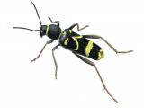 Wasp Beetle (Clytus arietis) IN001