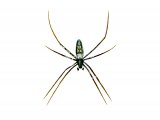 Wasp Spider (male) Argiope bruennichi ) S002