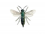 IH107 - Wasp (Trichrysis cyanea)
