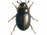 Water Beetle (Anacaena limbata) IN015