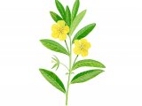 Water Primrose (Ludwigia grandiflora) BT0198