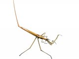 Water Stick-insect (Ranatra linearis) IN002