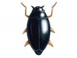 Whirligig Beetle (Gyrinus substriatus) IN005
