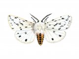 White Ermine Moth (Spilosoma lubricipeda) IN001