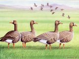 White-fronted Goose (Anser albitrons) BD0464