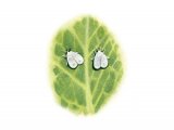 Whitefly (Cabbage) Aleyrodes proletella IN001