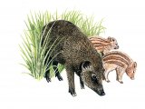 Wild boar (Sus scrofa) M001