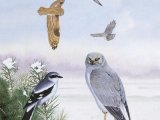 Winter heathland Birds B001