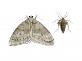 Winter Moth (Operophtera brumata) IN001