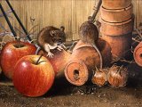 Wood Mice in Potting Shed M005