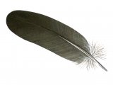 Wood Pigeon S6 feather (Columba palumbus) BD0601