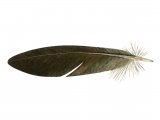 Wood Pigeon alula feather (Columba palumbus) BD0599