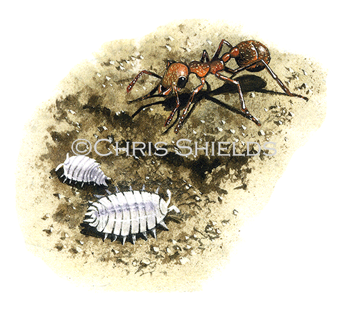 Woodlouse (Ant) Platyarthrus hoffmannseggi TA0013