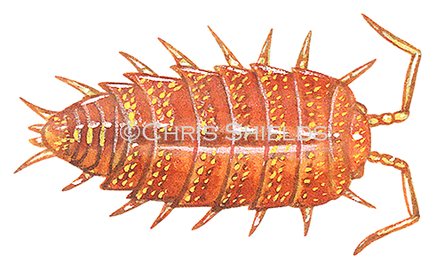 Woodlouse (Rosy) Andoniscus dentiger TA0020