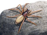 Woodlouse Spider (Dysdera crocata) OS001