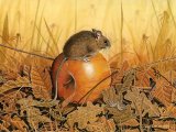 Wood Mouse (Apodemus sylvaticus) M002