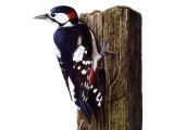 Great Spotted Woodpecker (Dendrocopos major) BD0493