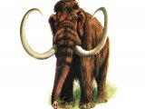 P034 - Wooly Mammoth (Mammuthus primigenius)