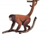 Wooly Monkey (Lagothrix Lagotricha) M001