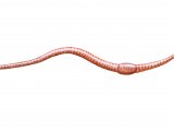 Worm (Eiseniella tetreadra) OS001