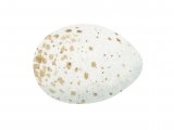 Wren Egg (Troglodytes troglodytes) BD0243