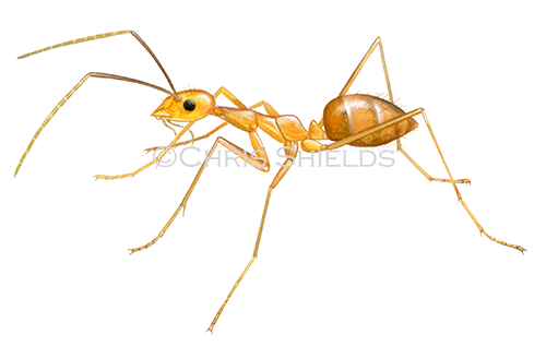 Yellow Crazy Ant (Anoplolepis gracilipes) IH020
