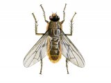 Yellow Dung Fly (Scathophaga stercoraria) IN001
